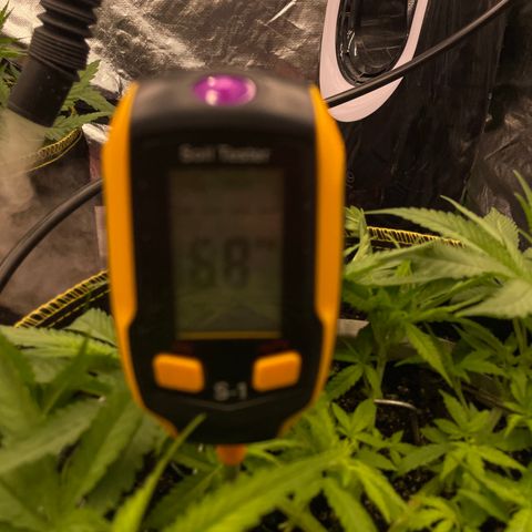 Future 1 photo growlog photo:  Looking okay I’m not used to the light growth being photo. Period. I will be getting some fruit roids to feed this week. we should see some explosive growth. 