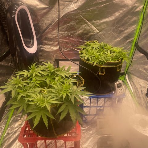 Future 1 photo growlog timeline photo