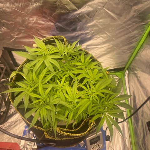 Future 1 photo growlog timeline photo