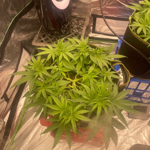 Future 1 photo growlog timeline photo
