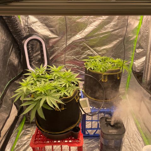 Future 1 photo growlog timeline photo