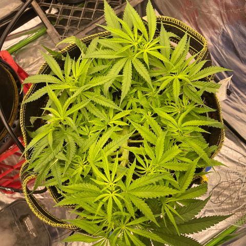 Future 1 photo growlog timeline photo