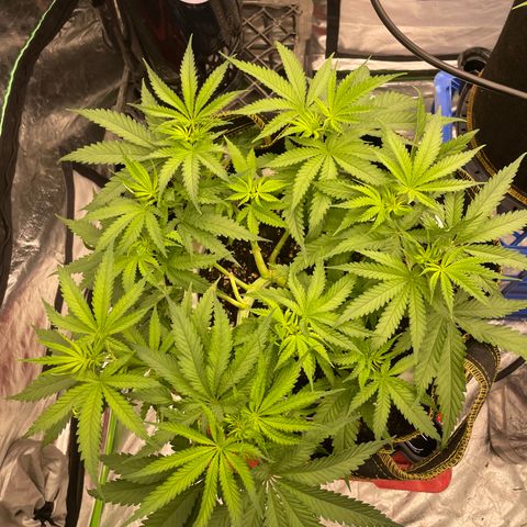 Future 1 photo growlog timeline photo