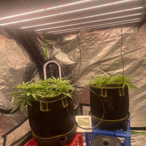 Future 1 photo growlog timeline photo
