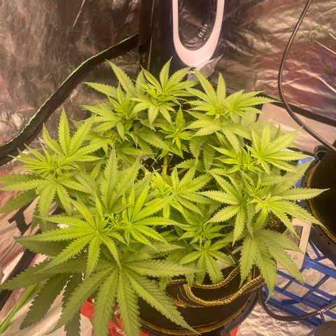 Future 1 photo growlog timeline photo