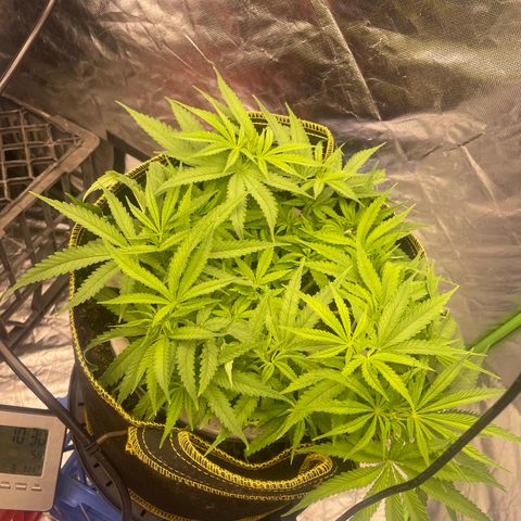 Future 1 photo growlog timeline photo