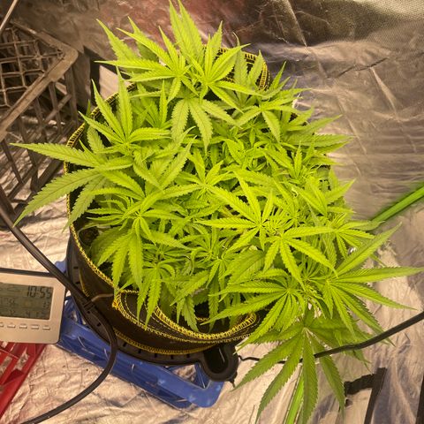 Future 1 photo growlog timeline photo