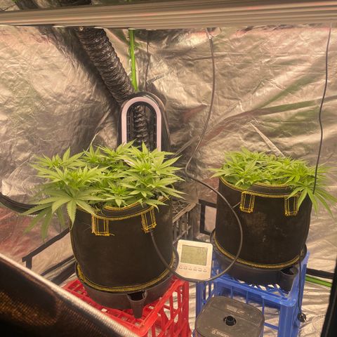 Future 1 photo growlog timeline photo