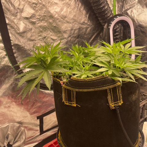 Future 1 photo growlog timeline photo