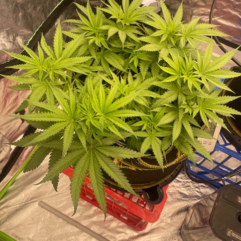 Future 1 photo growlog timeline photo