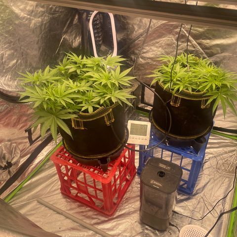 Future 1 photo growlog timeline photo