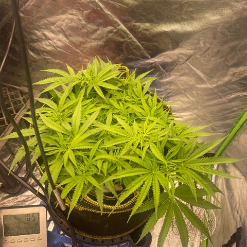 Future 1 photo growlog timeline photo