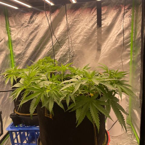 Future 1 photo growlog timeline photo