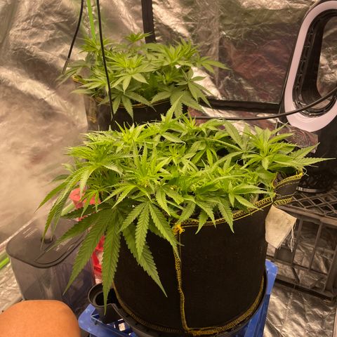 Future 1 photo growlog timeline photo