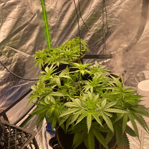 Future 1 photo growlog timeline photo