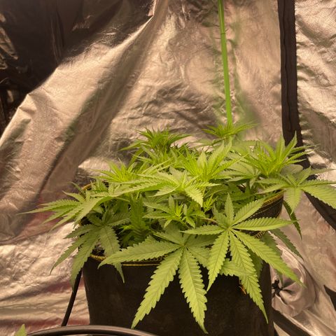 Future 1 photo growlog timeline photo