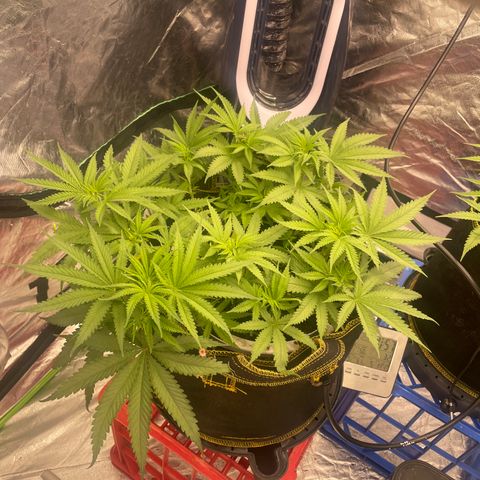 Future 1 photo growlog timeline photo