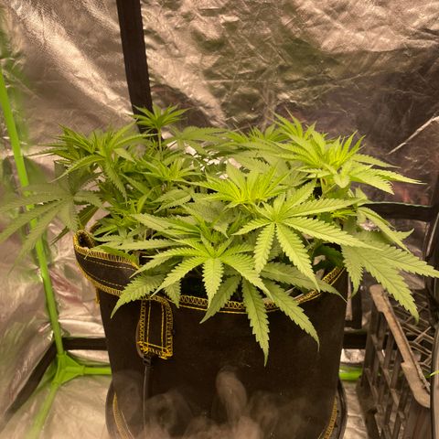 Future 1 photo growlog timeline photo