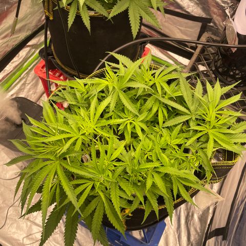 Future 1 photo growlog timeline photo