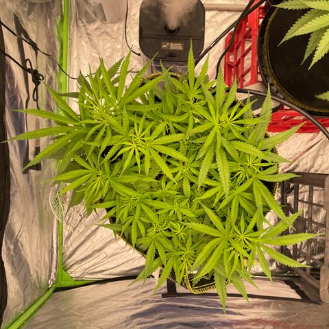 Future 1 photo growlog timeline photo