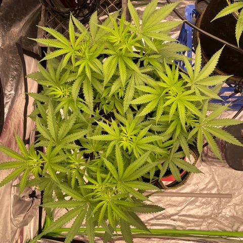 Future 1 photo growlog timeline photo