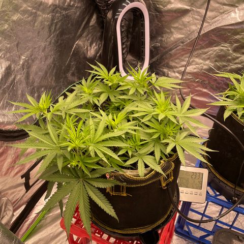 Future 1 photo growlog timeline photo