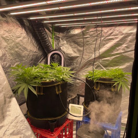 Future 1 photo growlog timeline photo