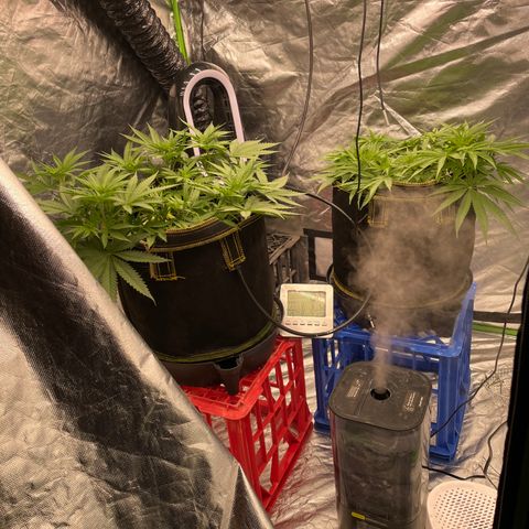 Future 1 photo growlog timeline photo