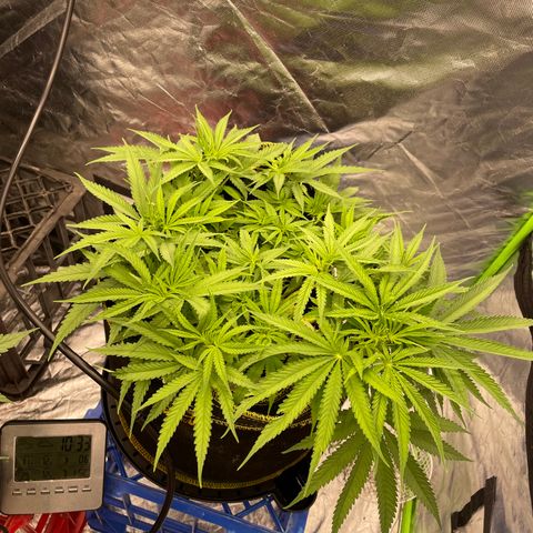 Future 1 photo growlog timeline photo