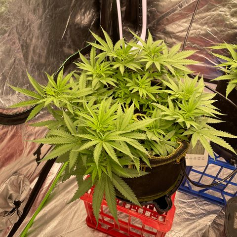 Future 1 photo growlog timeline photo