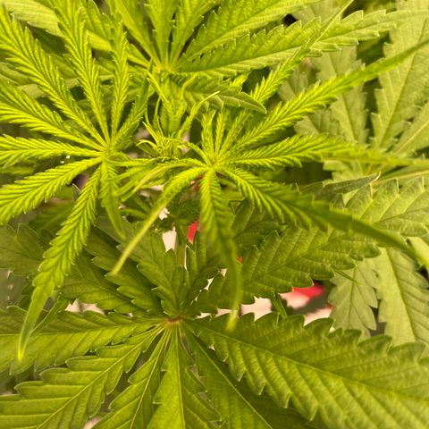 Future 1 photo growlog timeline photo