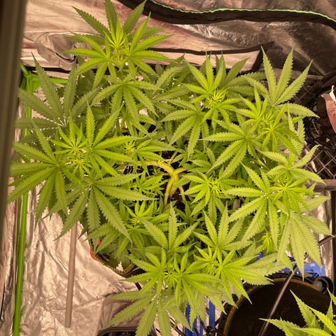 Future 1 photo growlog timeline photo