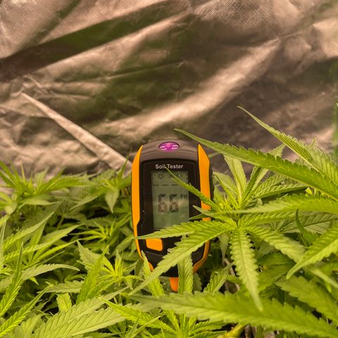 Future 1 photo growlog timeline photo