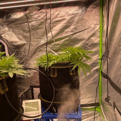 Future 1 photo growlog timeline photo