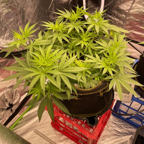 Future 1 photo growlog timeline photo