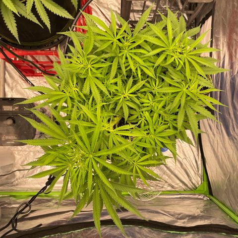 Future 1 photo growlog timeline photo