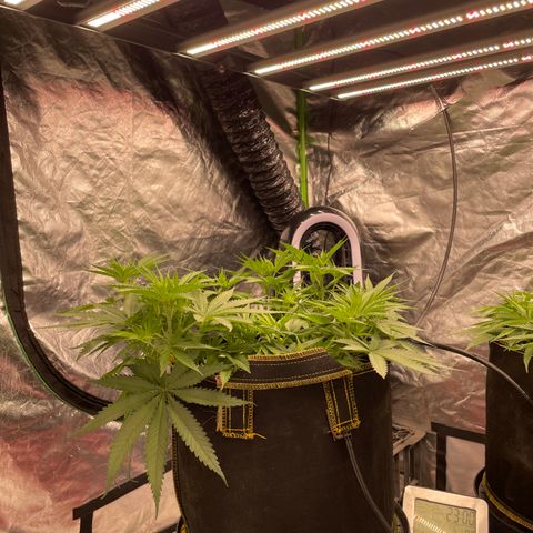 Future 1 photo growlog timeline photo