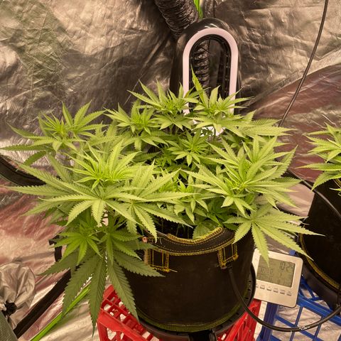 Future 1 photo growlog timeline photo