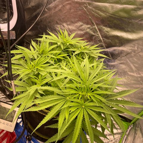 Future 1 photo growlog timeline photo
