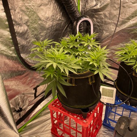 Future 1 photo growlog timeline photo