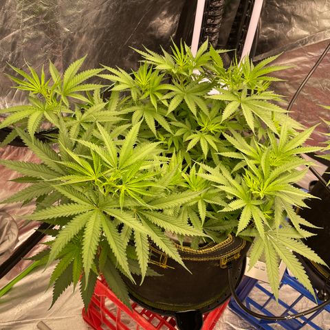 Future 1 photo growlog timeline photo