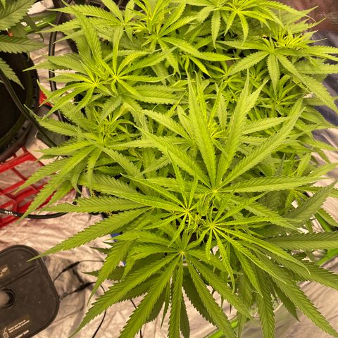 Future 1 photo growlog timeline photo