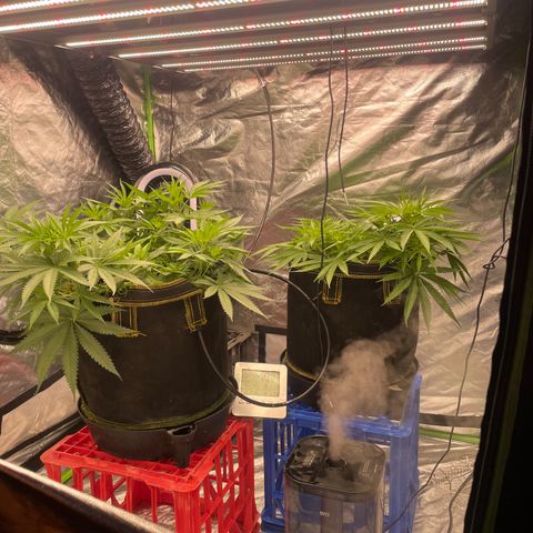 Future 1 photo growlog timeline photo