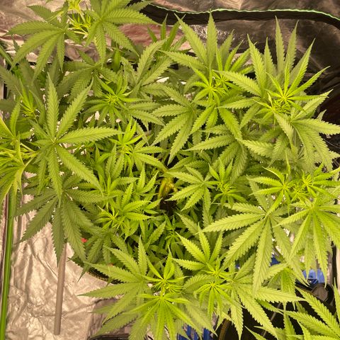 Future 1 photo growlog timeline photo