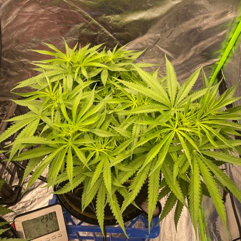 Future 1 photo growlog timeline photo