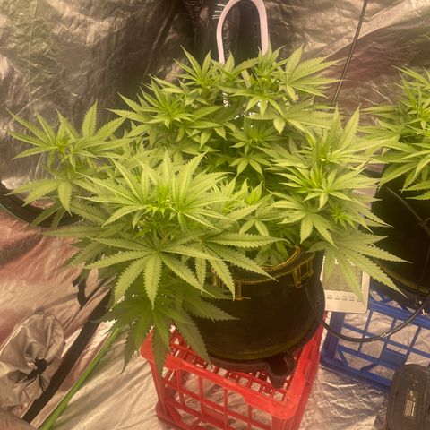 Future 1 photo growlog timeline photo