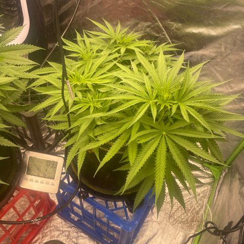 Future 1 photo growlog timeline photo
