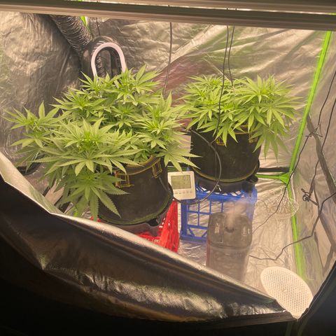 Future 1 photo growlog timeline photo