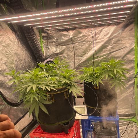 Future 1 photo growlog timeline photo