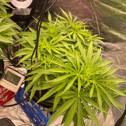 Future 1 photo growlog timeline photo